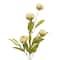 Tan Peony Stem by Ashland®
